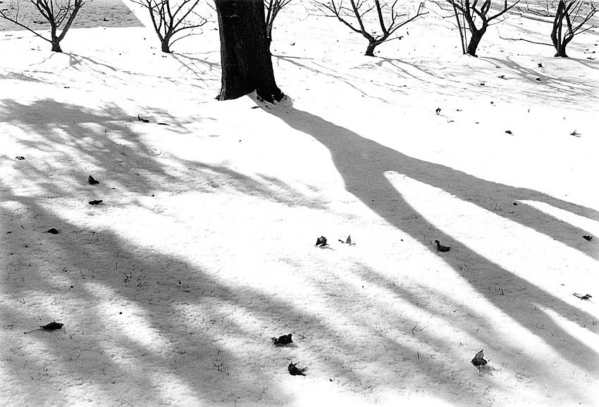 Winter shots