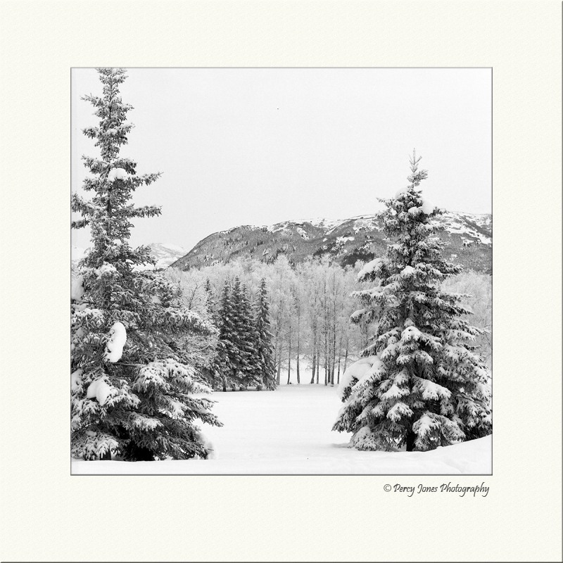 Winter Spruce