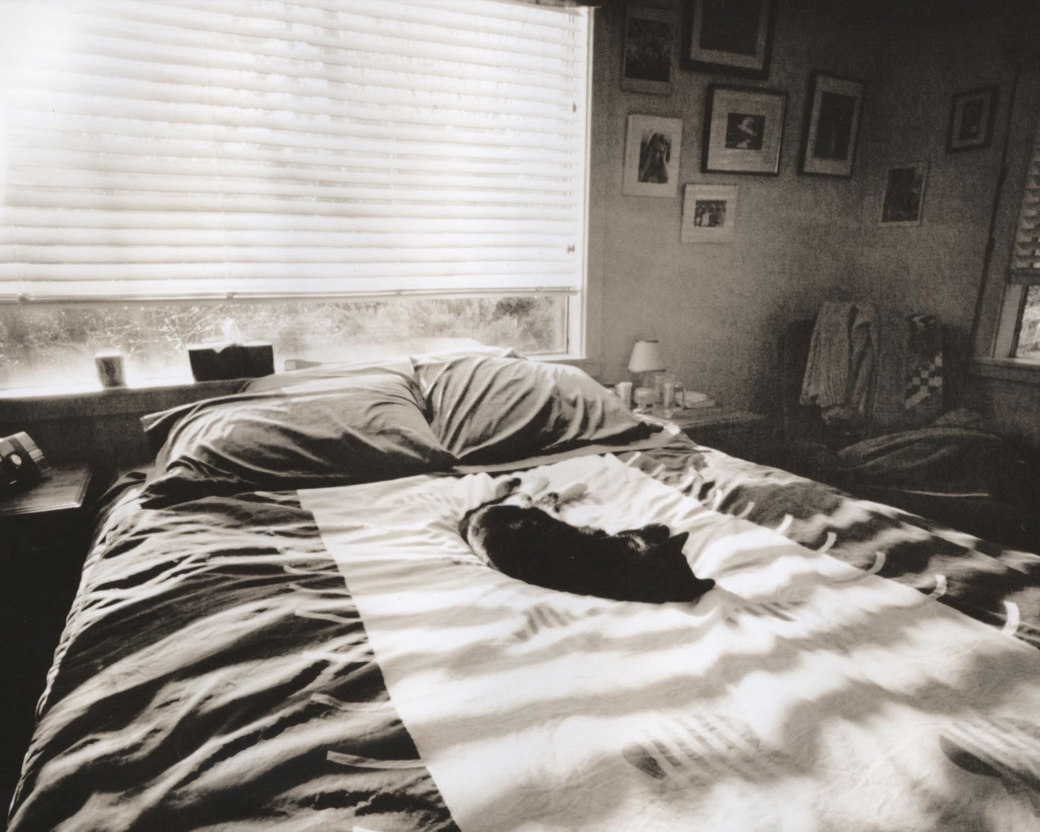 Winter Sun, Sleeping Cat