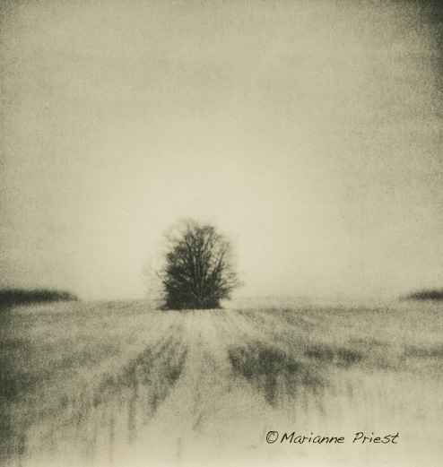 winter tree 1
