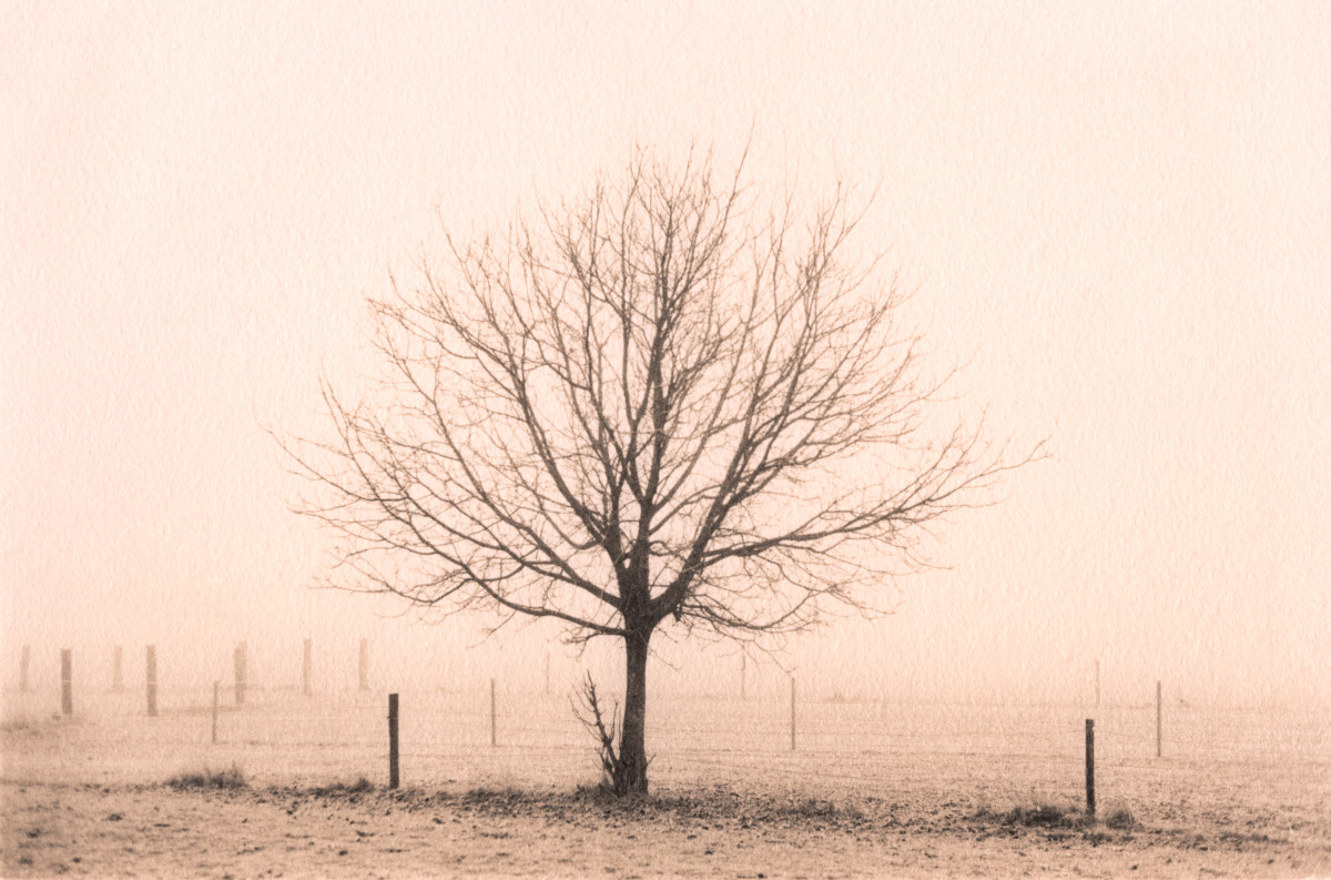 Winter Tree, Binningen Hill, 2022