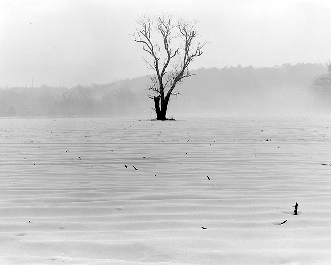 Winter tree