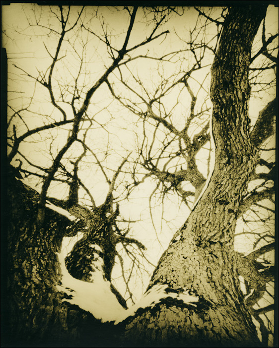 Winter Tree