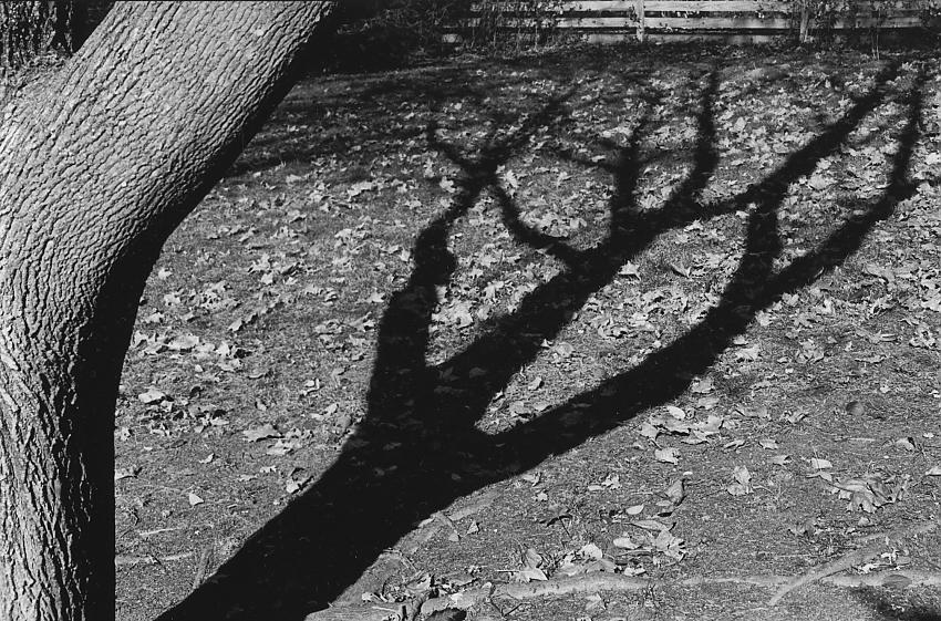 Winter Tree