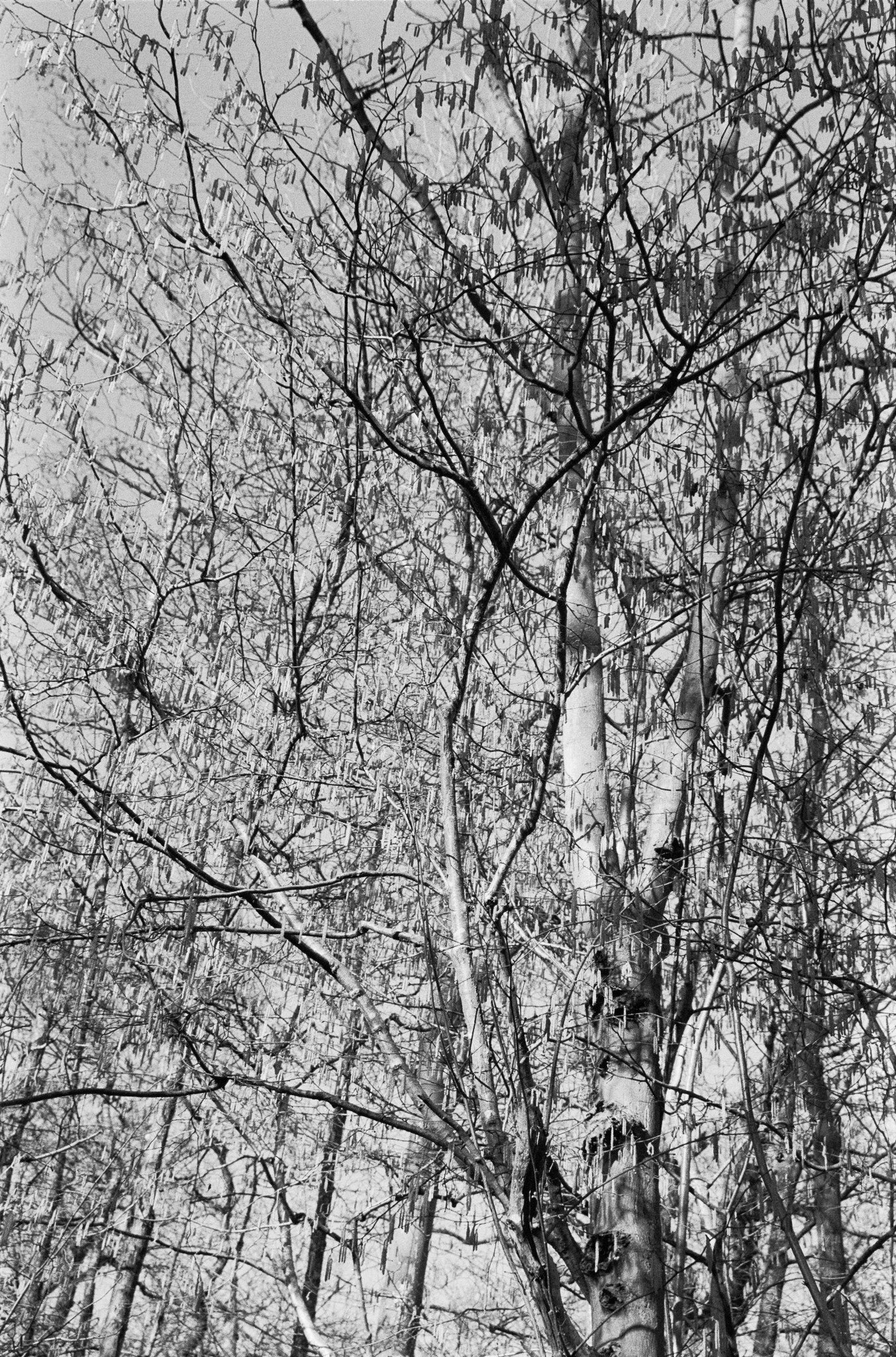 Winter trees - 1