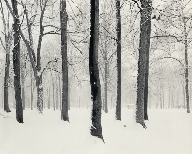 Winter Trees 2