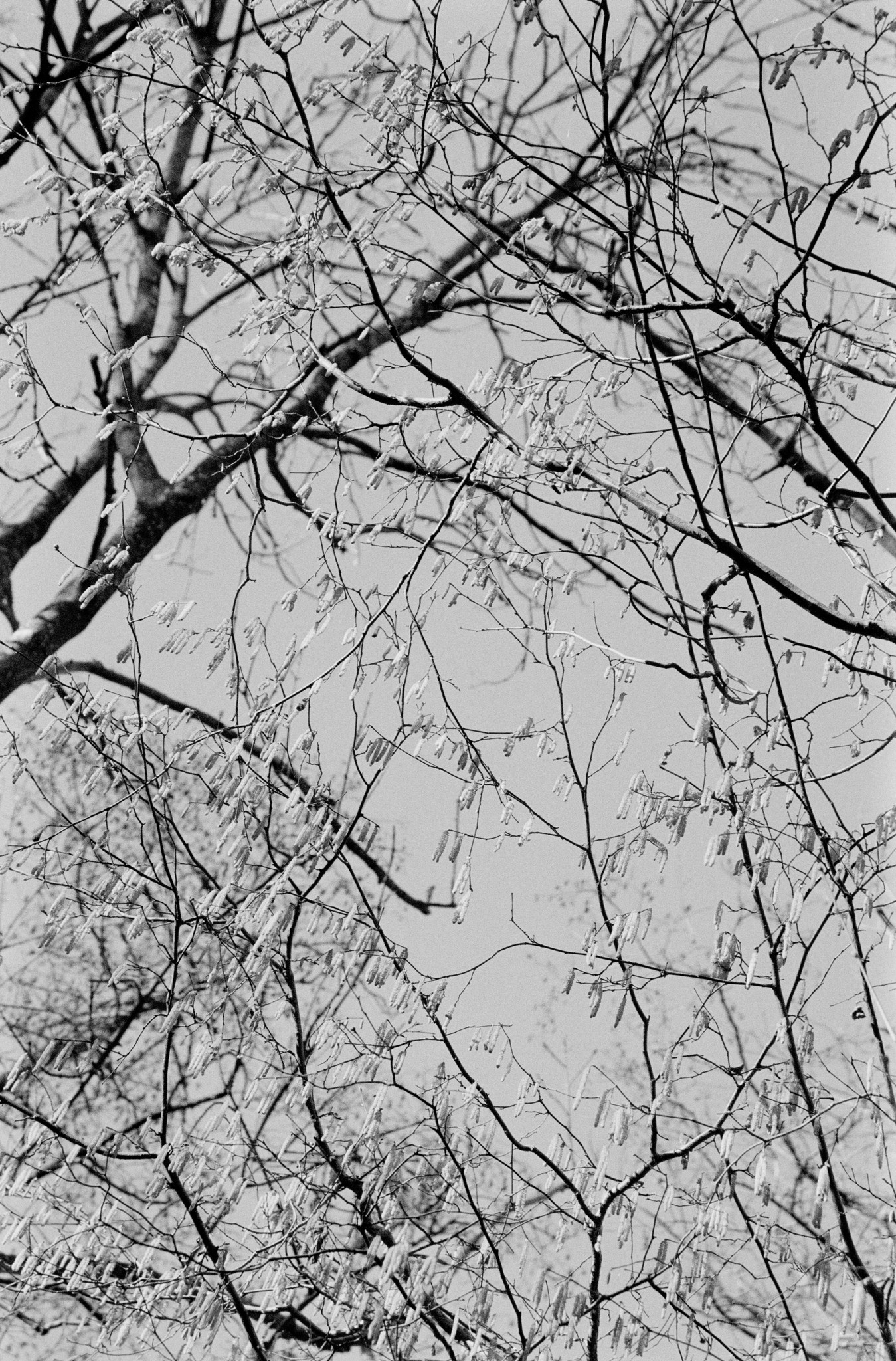 Winter trees - 2