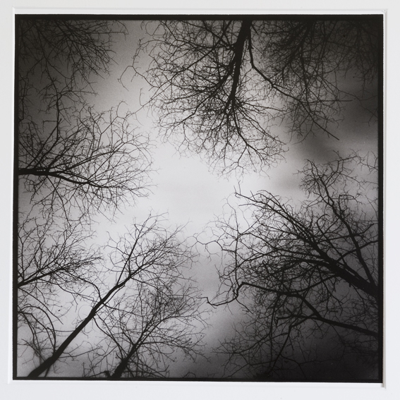 Winter Trees