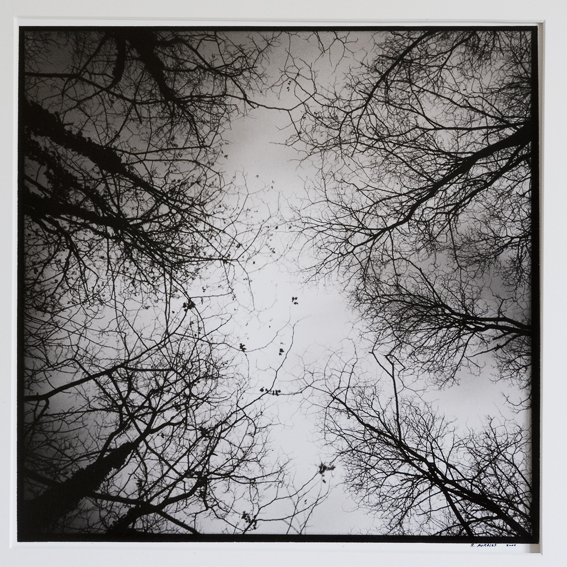Winter Trees