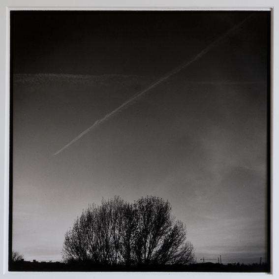 Winter Trees