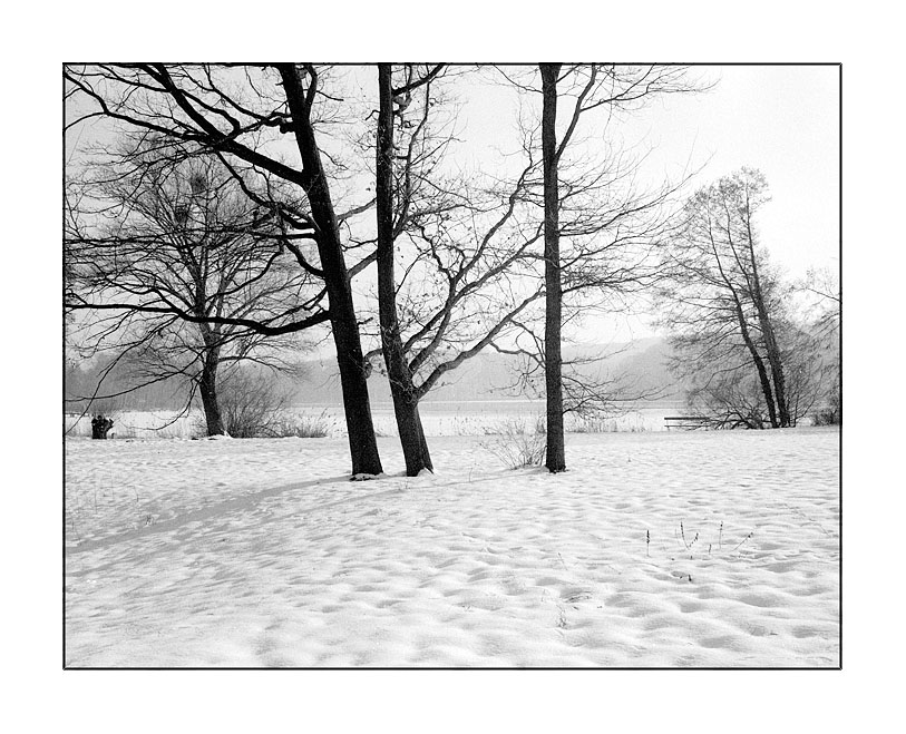 Winter Trees