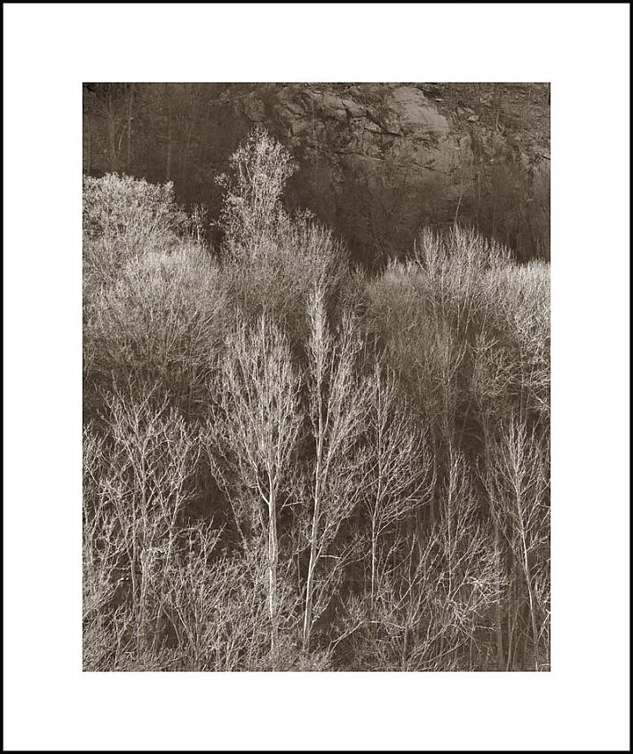Winter Trees
