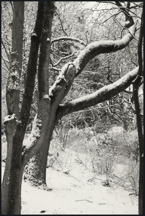 Winter Variations_Trees