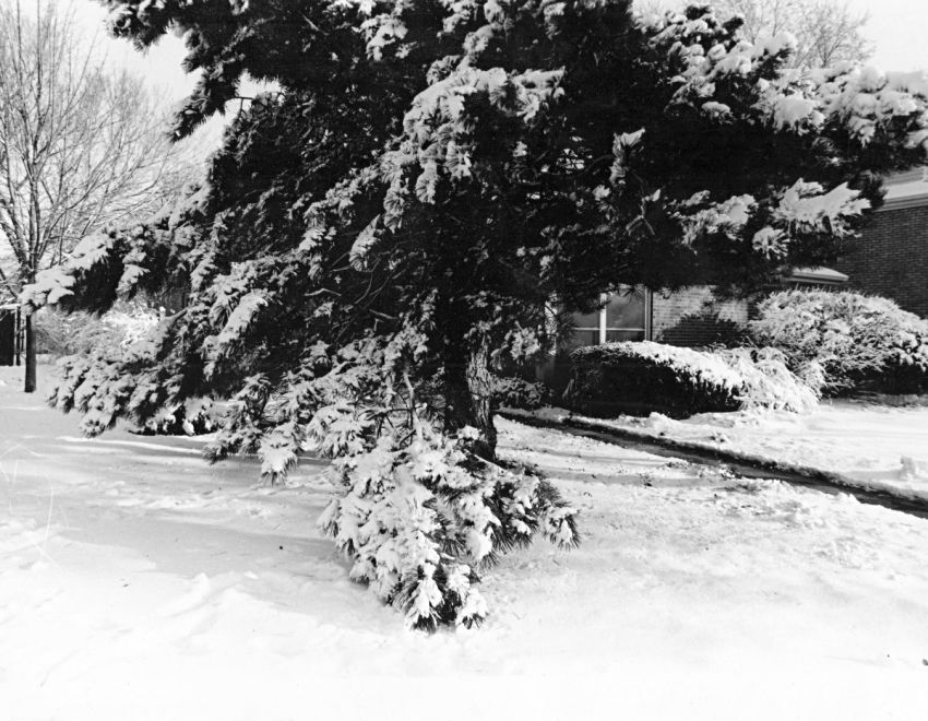 Winter Wonderland