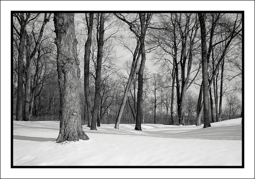 Winter  woodland