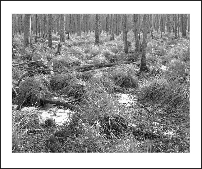 Winterlight Grass and Trees