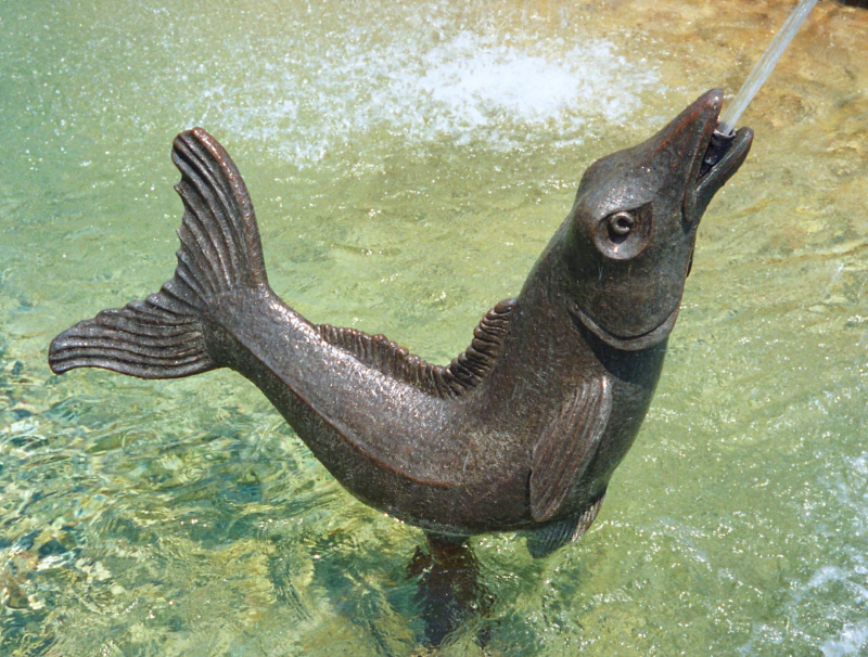 Wish for Fish