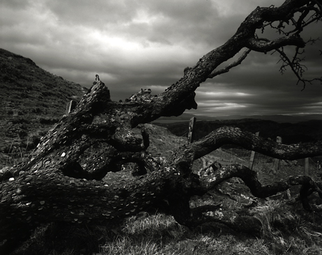 Wishing Tree