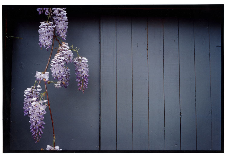 Wisteria