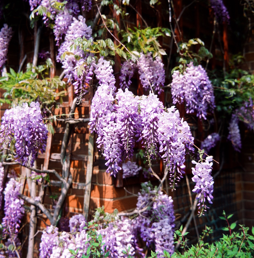 Wisteria