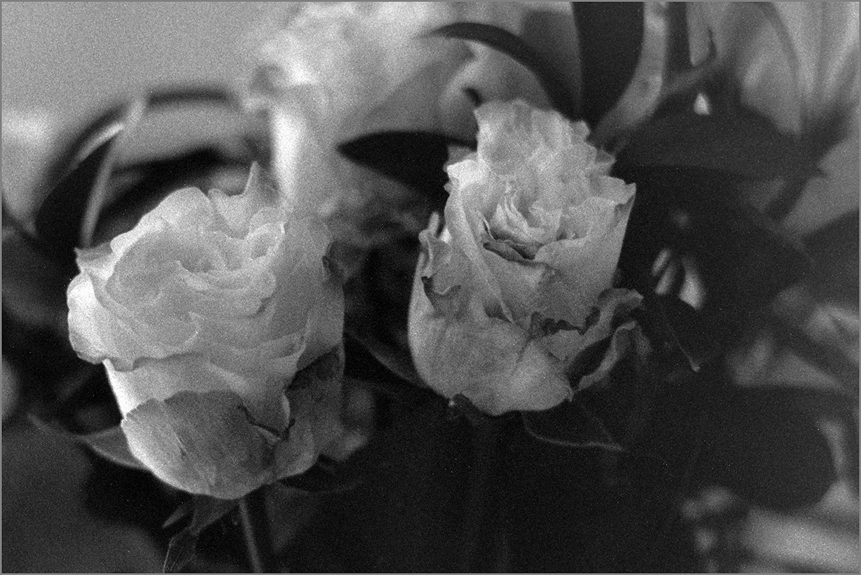 Withering Roses