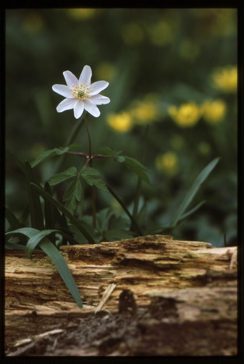 Wood Anemone.