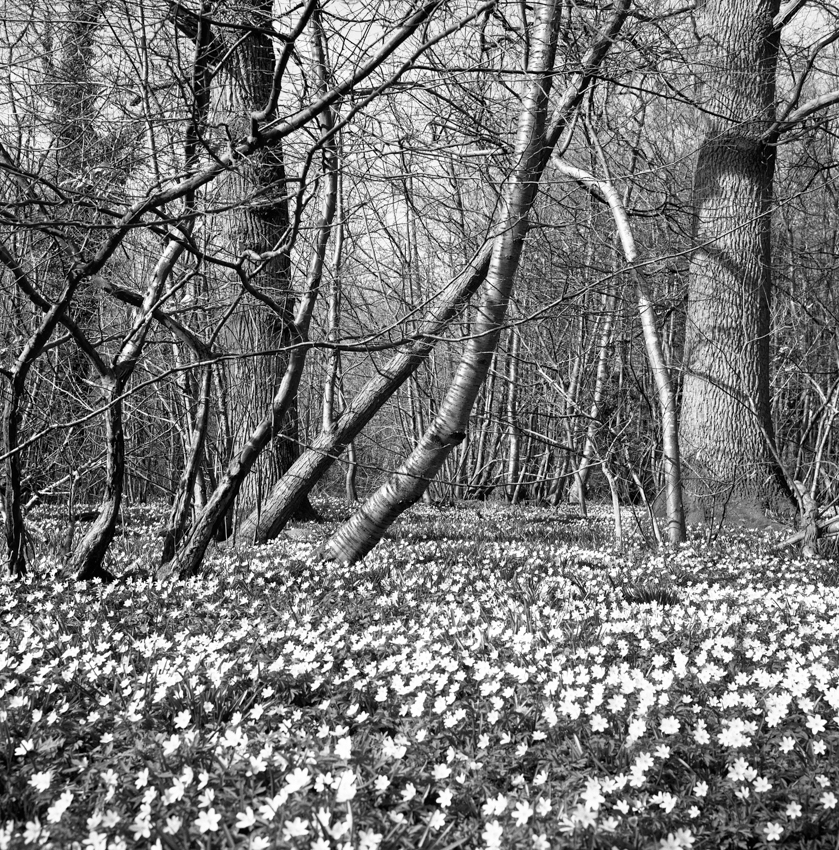 Wood Anemones_