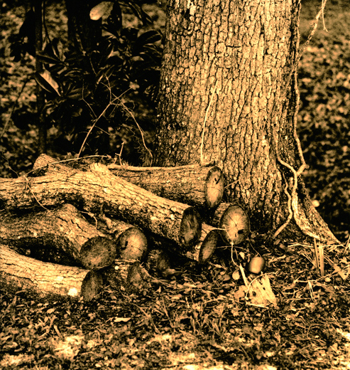 Wood Pile