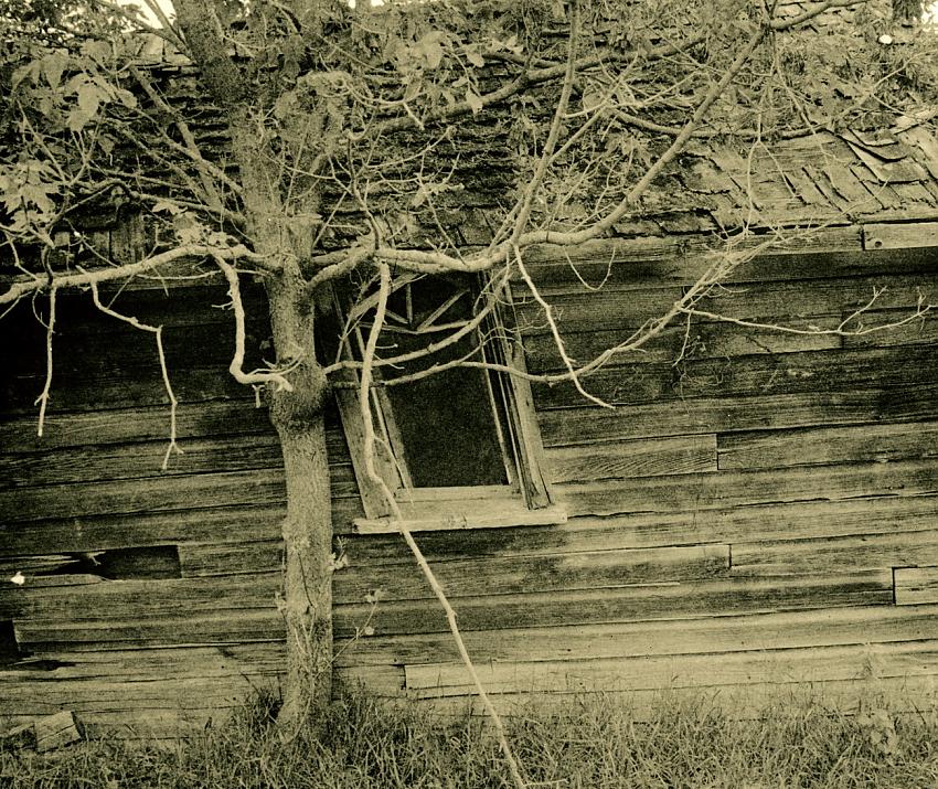 Wood