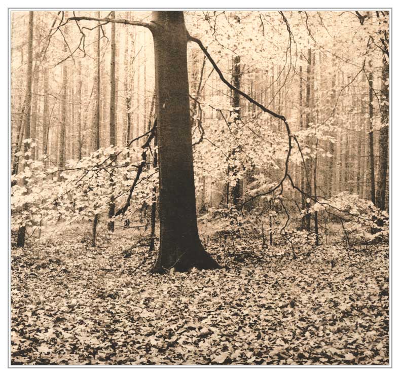 Wood