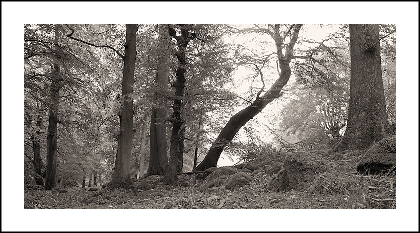 WOODLAND AT CLOGHLEAGH