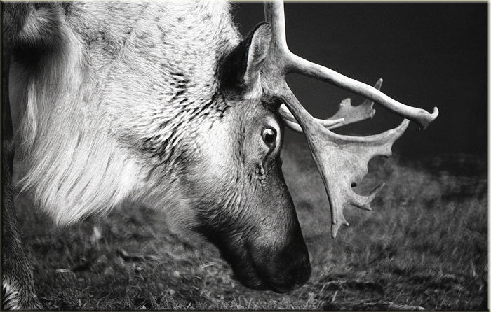Woodland Caribou