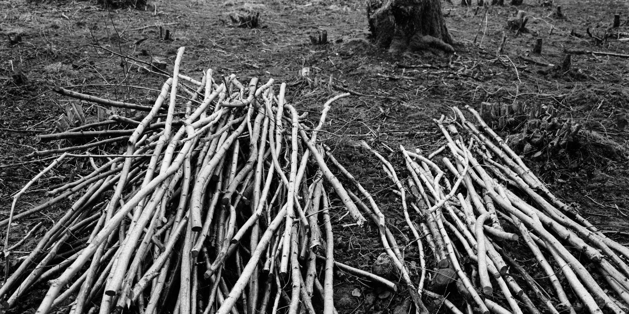 Woodland coppice
