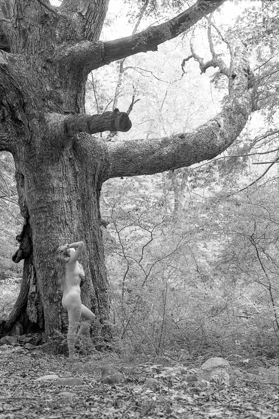 Woodland Nymph 1