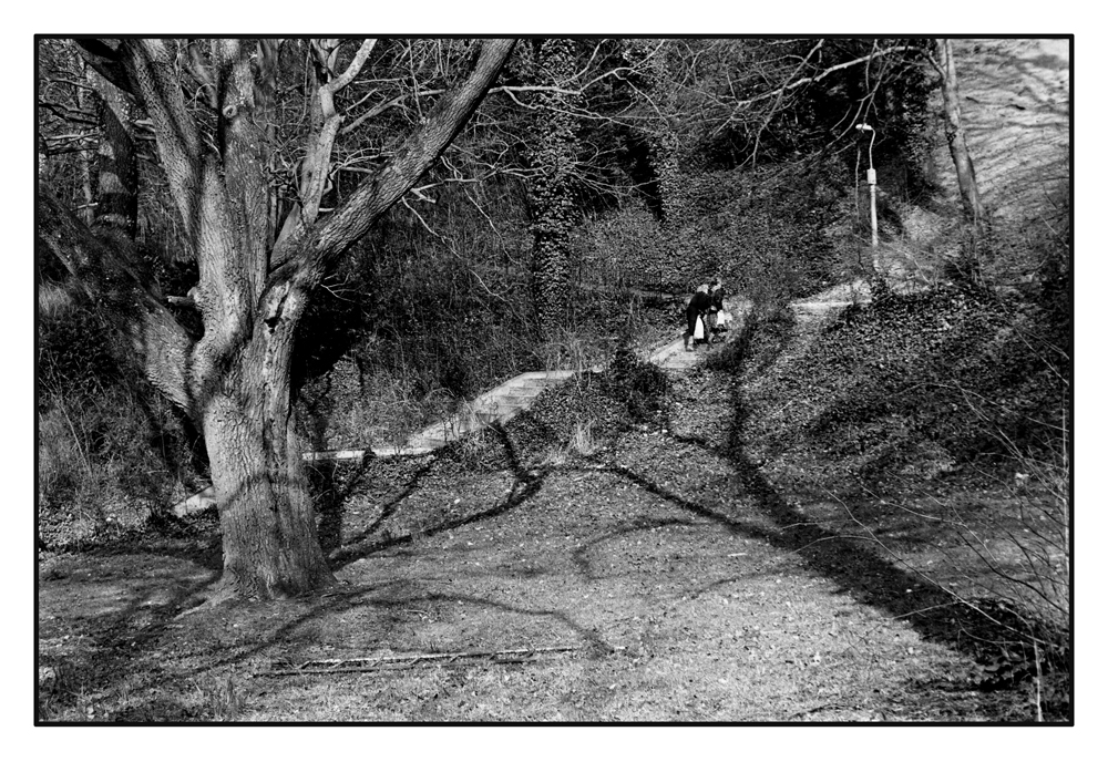 Woodland Shoppers