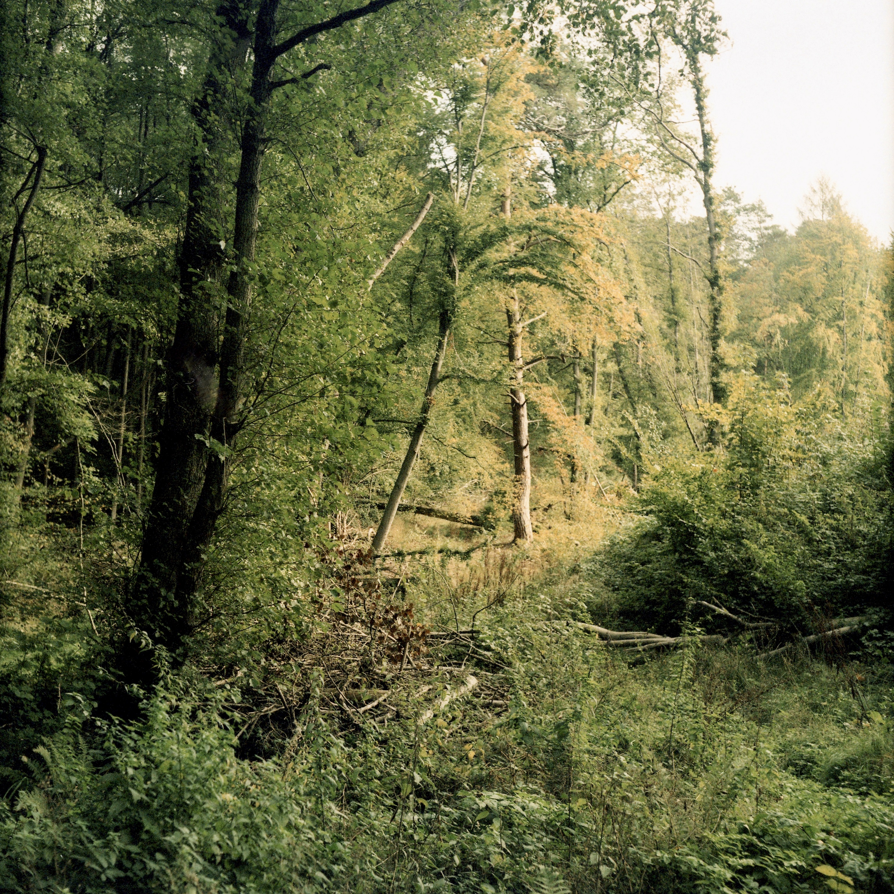 Woodland stage