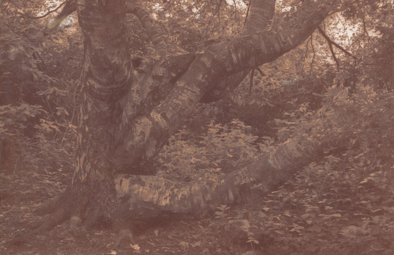 Woodland Tranquility