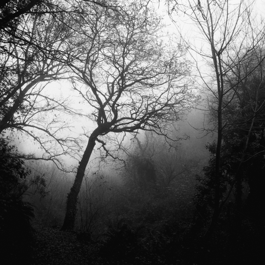 Woodland