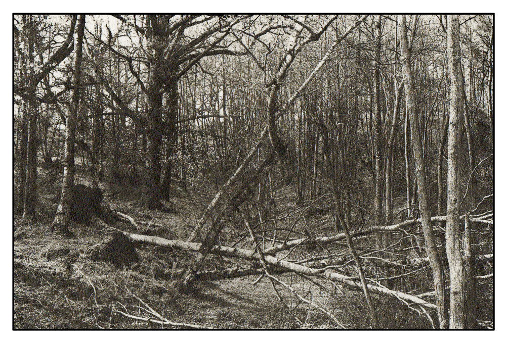 Woodland