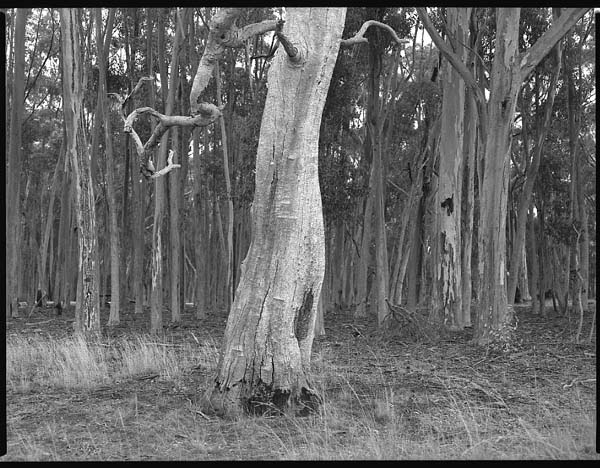 Woodlands Historic Park