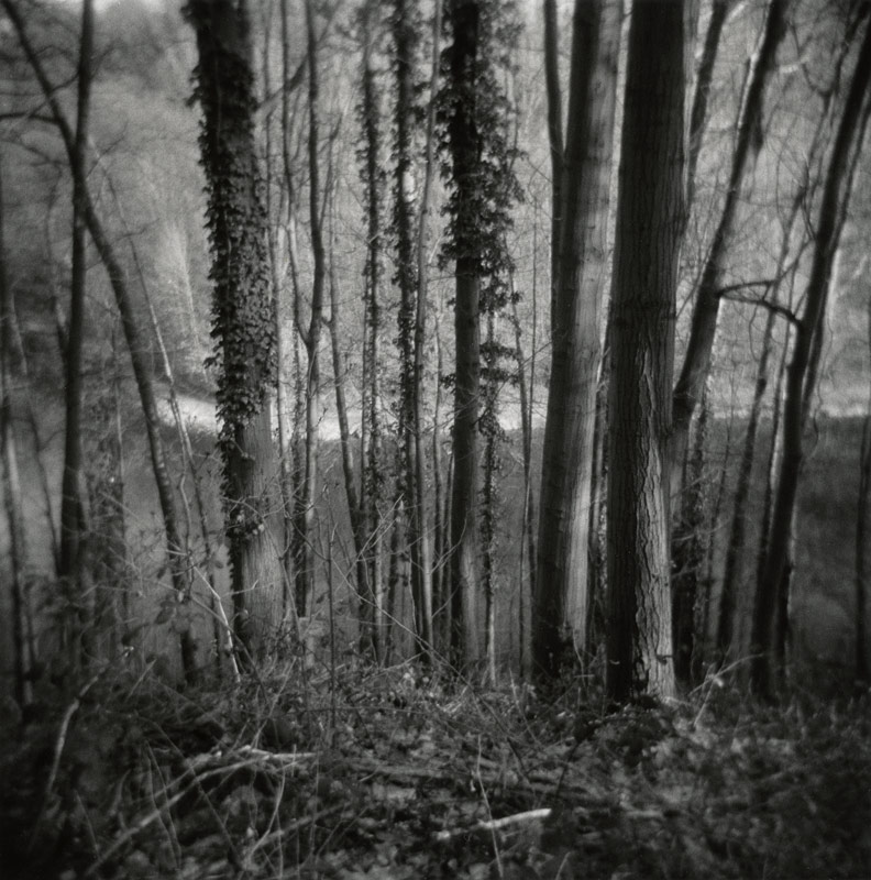 Woods above the Kendenich Pond