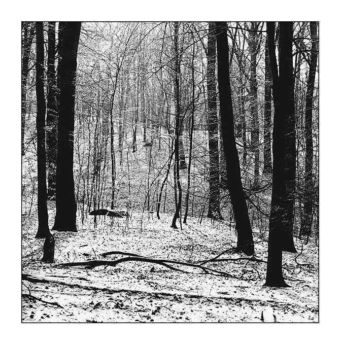 Woods at winter