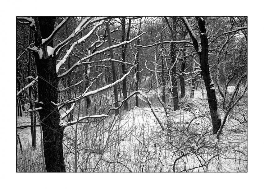 Woods At Winter