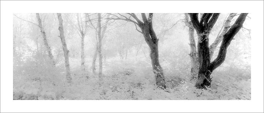WOODS IN THE BOGLAND