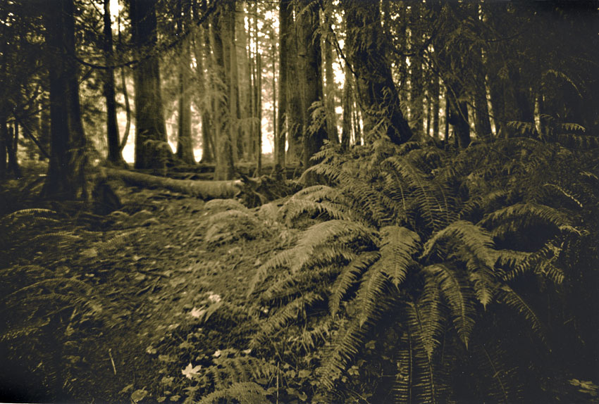 Woods - Lith Print