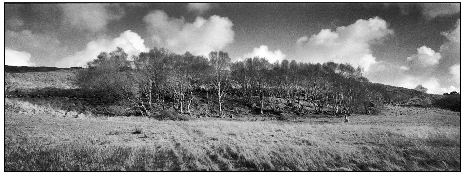 Woods On The Hillside