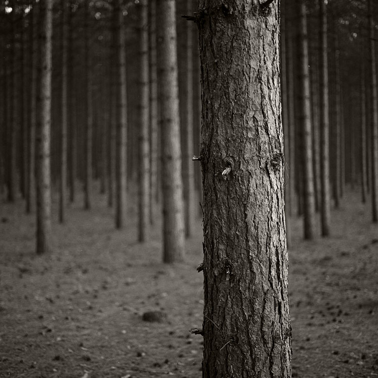 Woods (Photostock 2009)