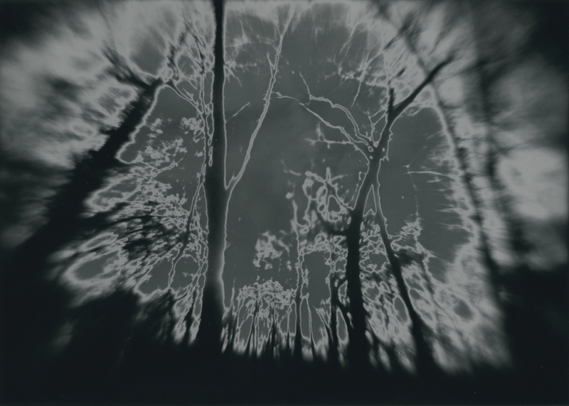 woods