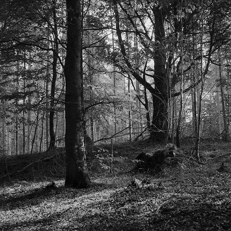 Woods