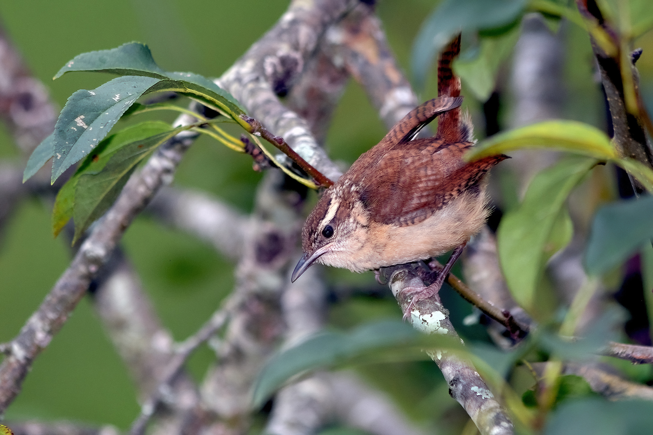 Wren